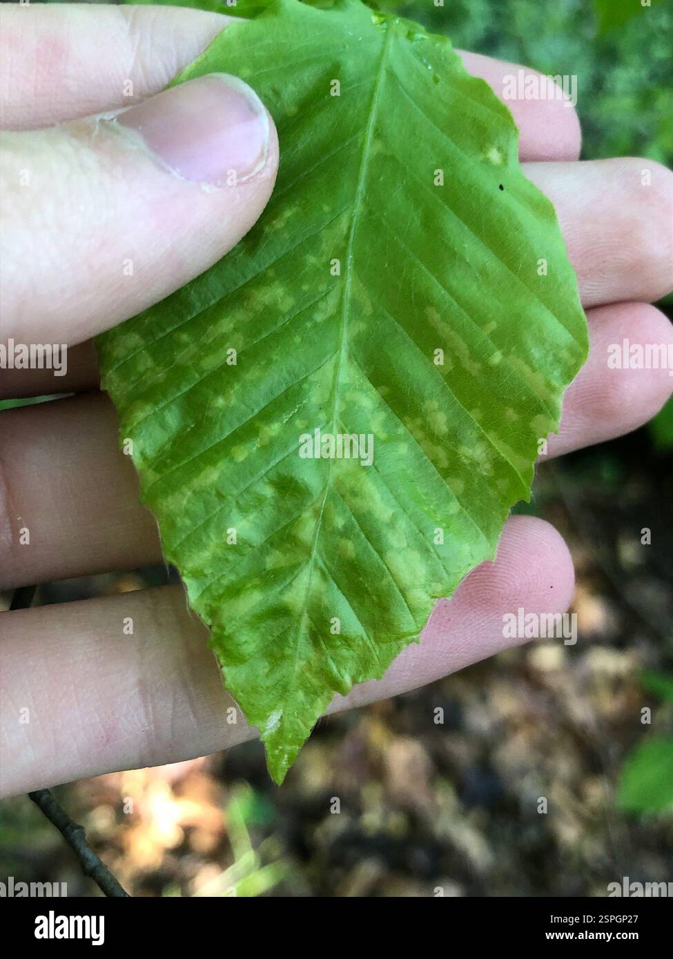 Life (Life), , Emory University, Decatur, GA, NOI Foto Stock