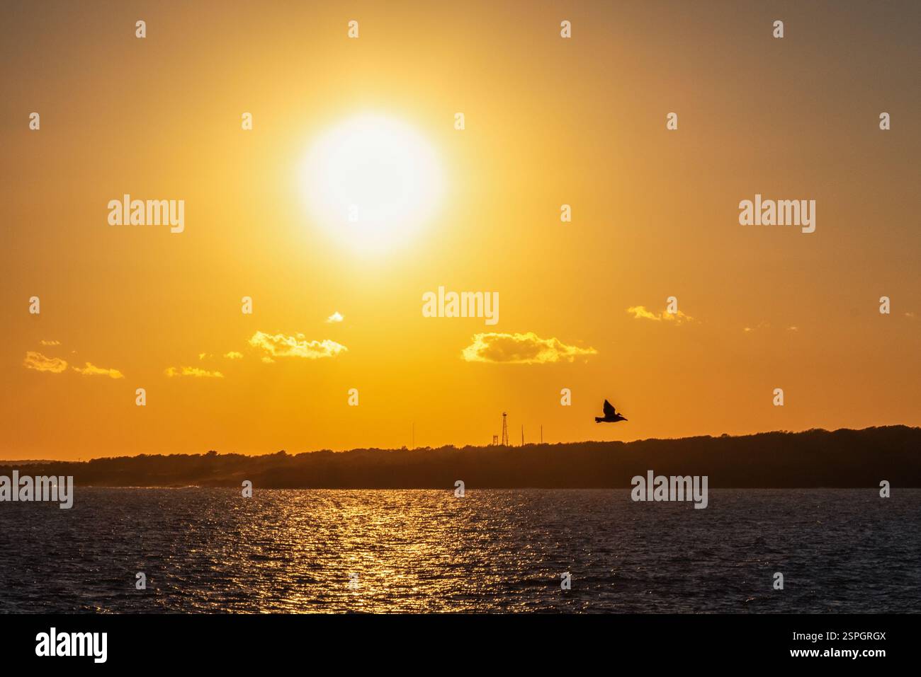 Un uccello sorvola l'oceano al tramonto, con una luce dorata che si riflette sull'acqua e una costa stagliata in lontananza. Foto Stock