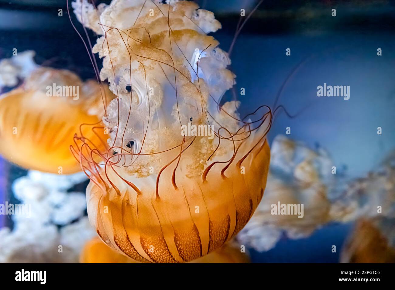Primo piano di una medusa marina del Pacifico che naviga in un acquario, mostrando delicati tentacoli e vivaci sfumature arancioni nell'acqua blu. Foto Stock