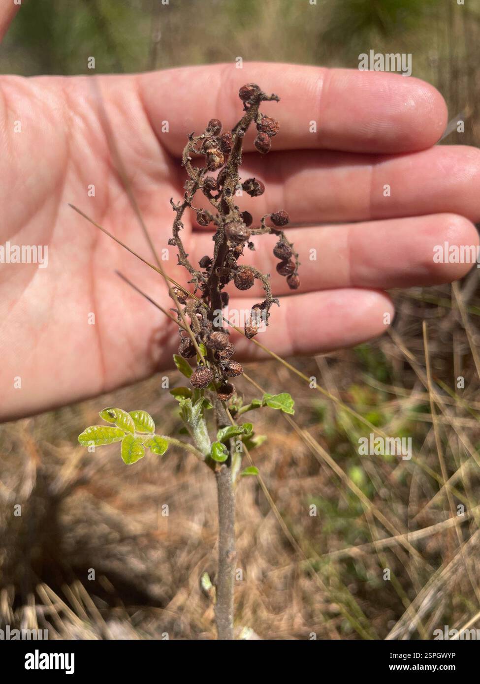 Shining Sumac (Rhus copallinum), Plantae, Fort Bragg Rd, Southern Pines, North Carolina, NOI Foto Stock