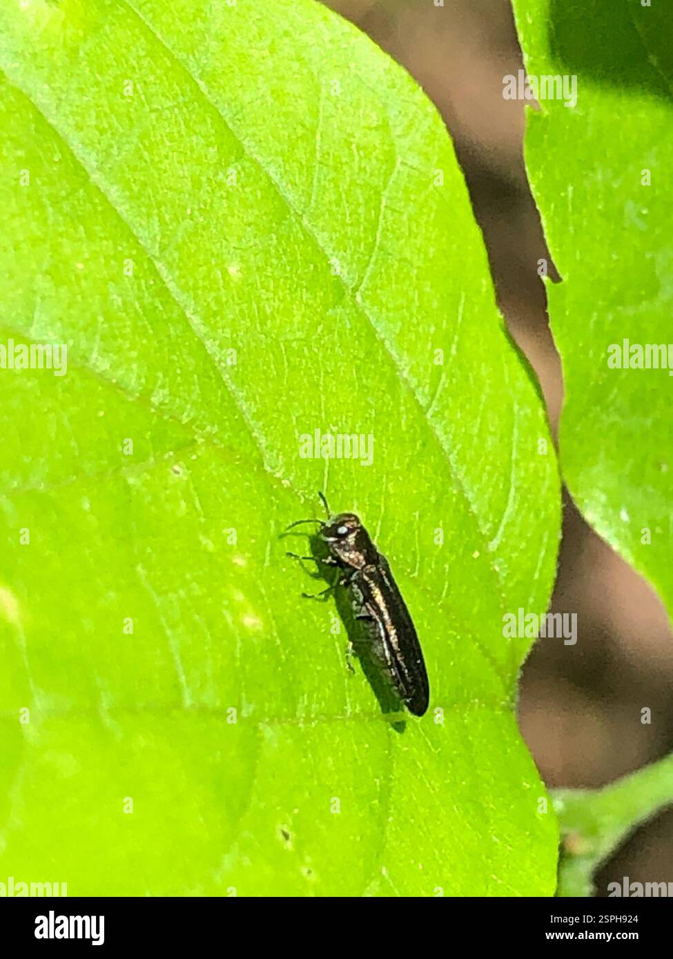 (Agrilus), Insecta, Emory University, Decatur, GA, NOI Foto Stock