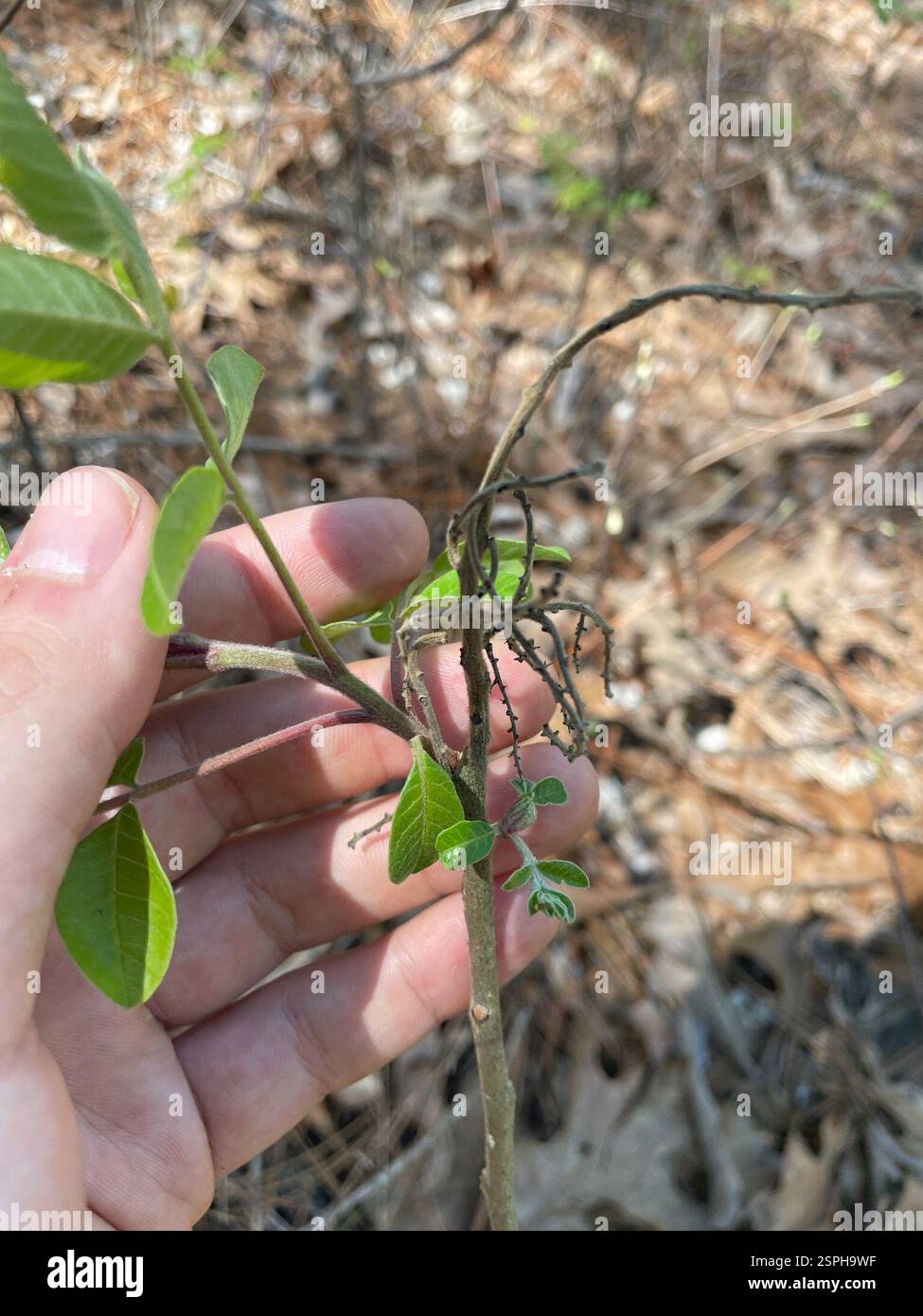 shining sumac (Rhus copallinum), Plantae, Fort Bragg Rd, Southern Pines, NC, US Foto Stock