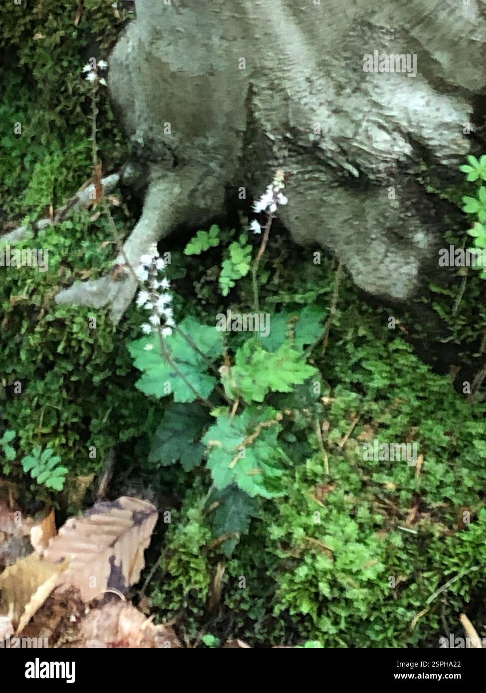 Fiori di schiumoso (Tiarella), Plantae, Emory University, Decatur, GA, NOI Foto Stock