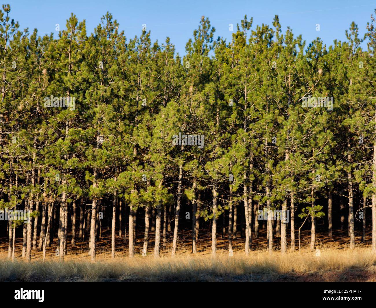 Sunlit Evergreens – i guardiani torreggianti della natura Foto Stock