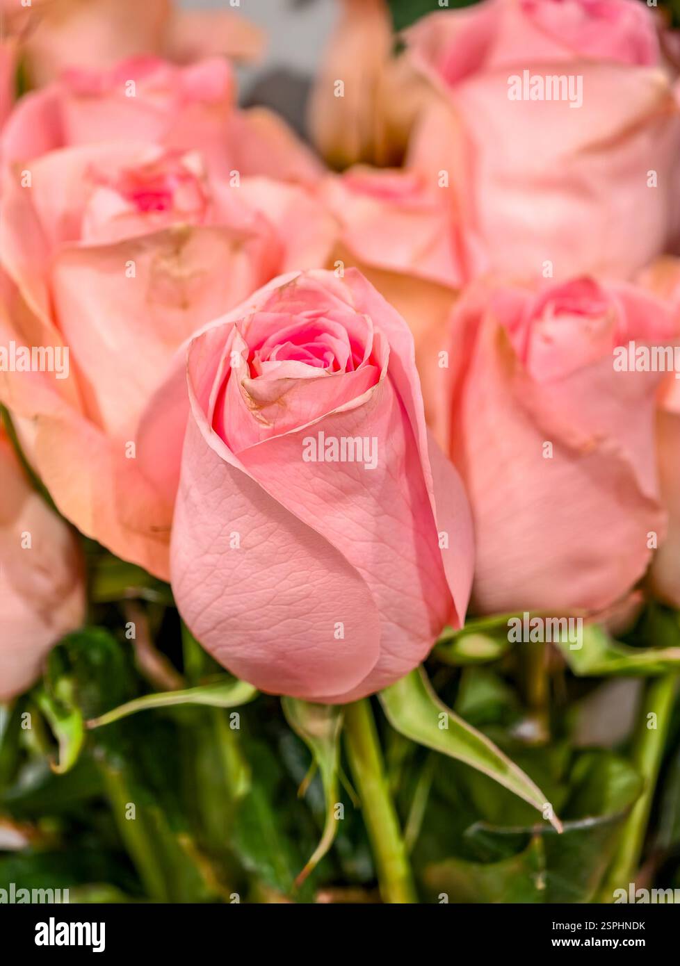Rose rosa incredibilmente belle. Il regalo migliore per qualsiasi donna in vacanza. Foto Stock