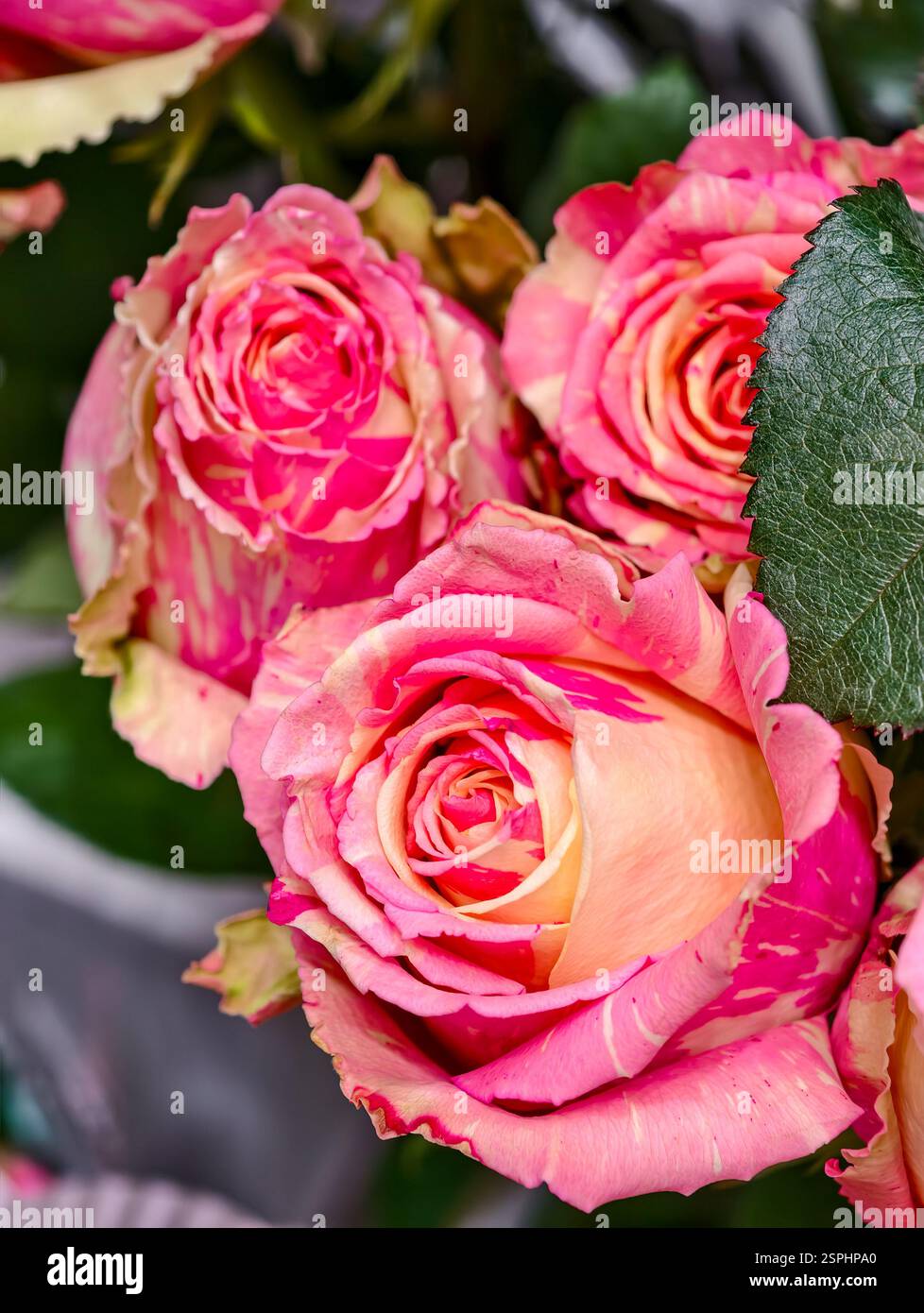 Rose rosa incredibilmente belle per la ragazza che ami. Foto Stock