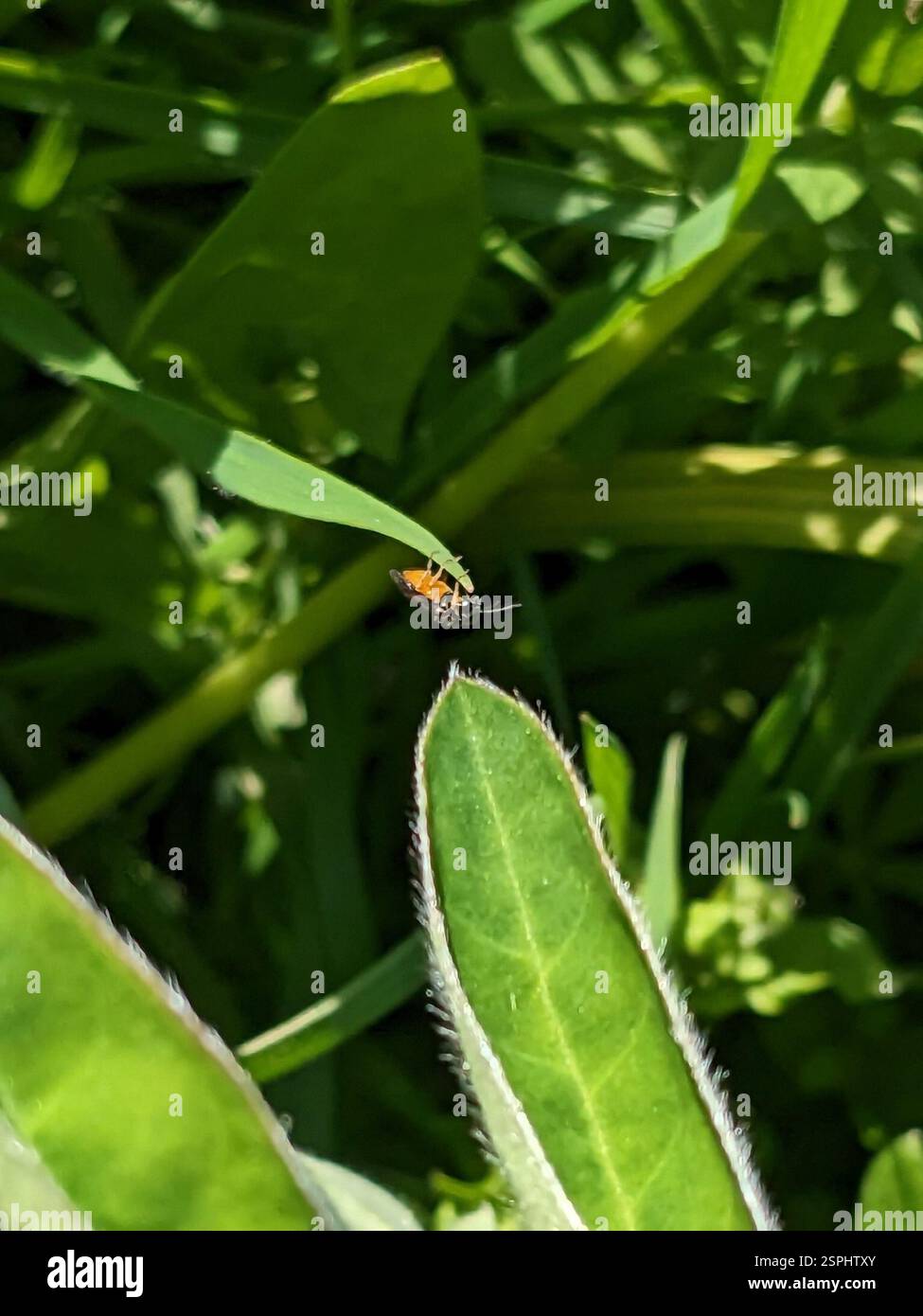 Insetti (Insecta), Insecta, Bothell, WA 98011, USA Foto Stock