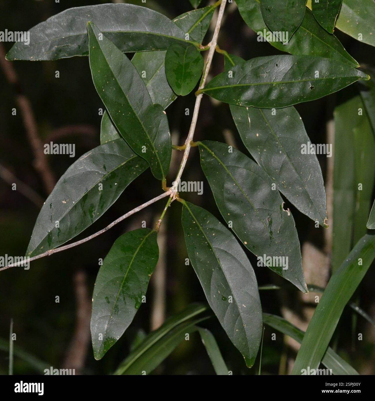 Spiny Fiddlewood (Citharexylum spinosum), Plantae, Hilo, HI 96720, USA Foto Stock