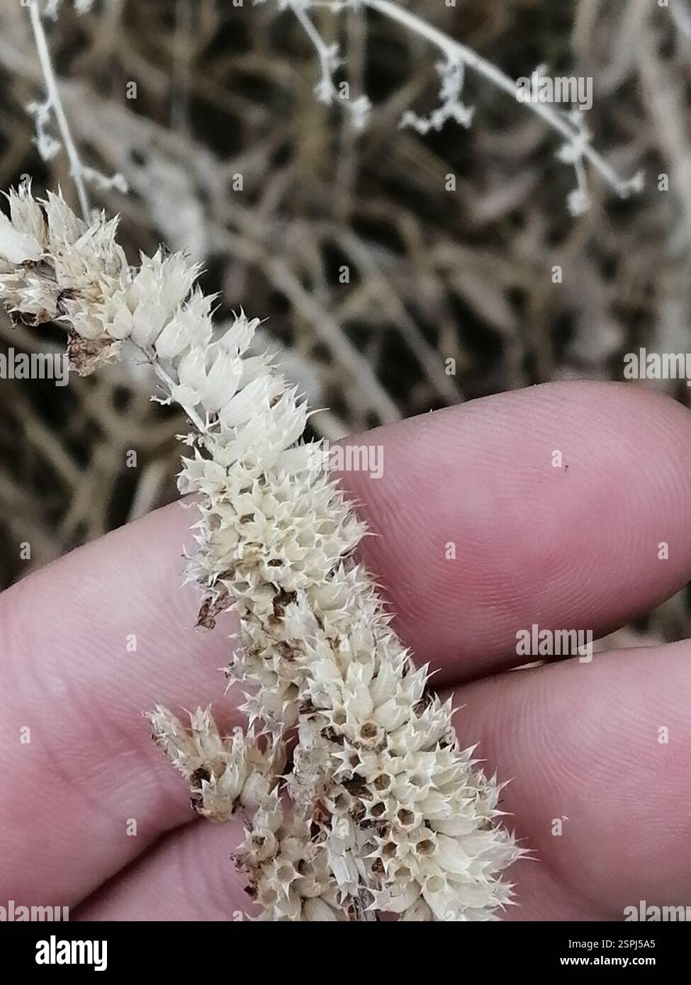 Elsholtzia crestata (Elsholtzia ciliata), Plantae, Октябрьский, Россия., Иркутская обл, 665490 Foto Stock