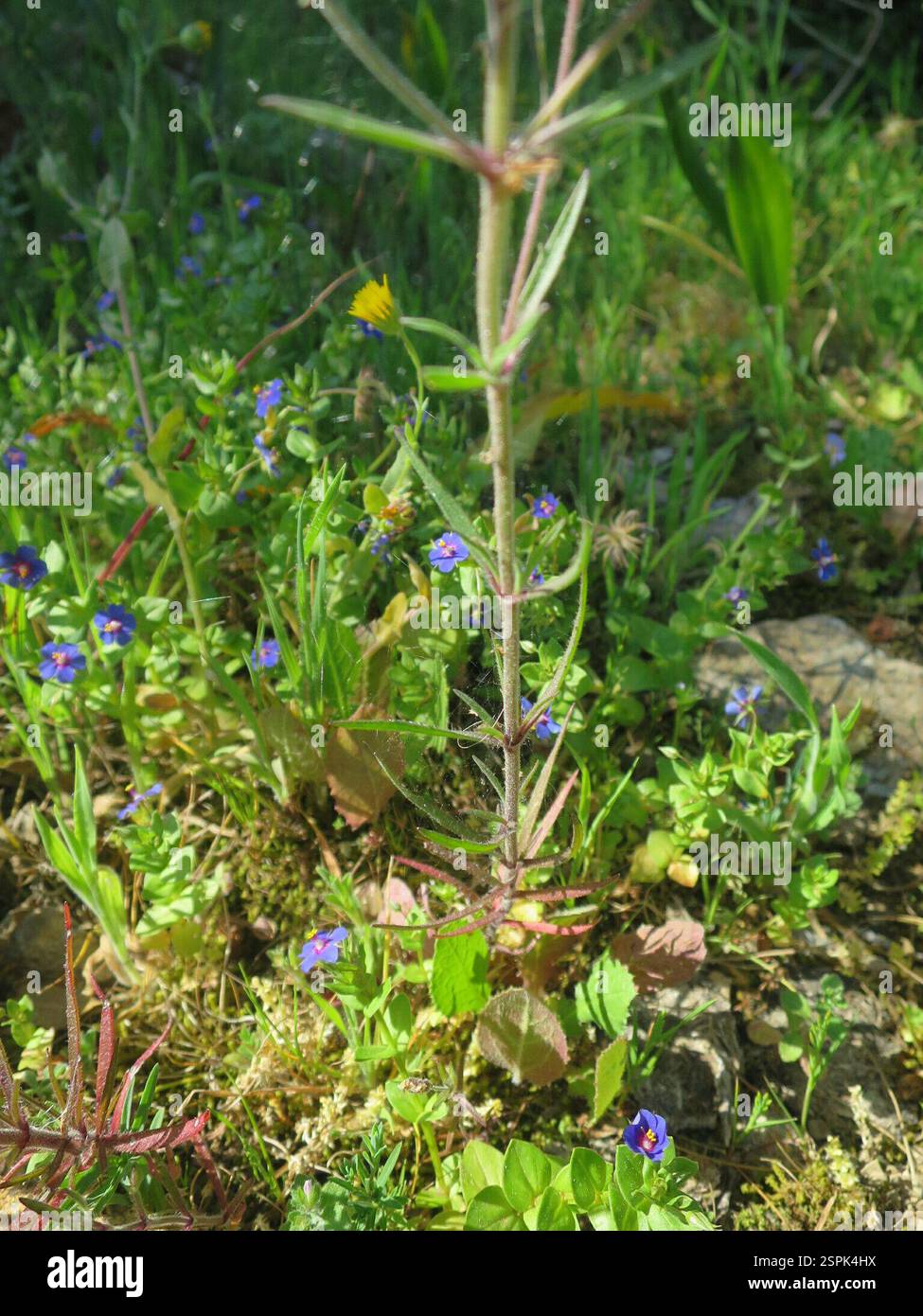 Piano Glandolare (Plantago afra), Plantae, Alcabideche, Portogallo Foto Stock