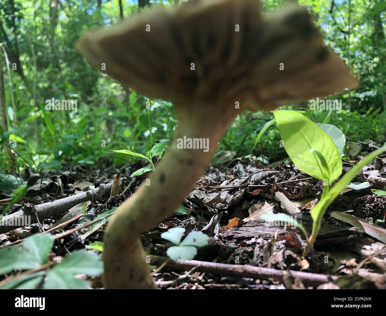 Basidiomycete fungi (Basidiomycota), funghi, Emory University, Decatur, GA, NOI Foto Stock