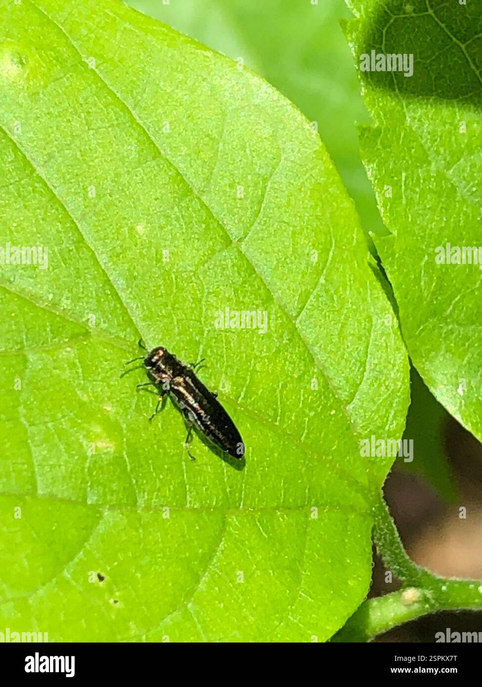 (Agrilus), Insecta, Emory University, Decatur, GA, NOI Foto Stock