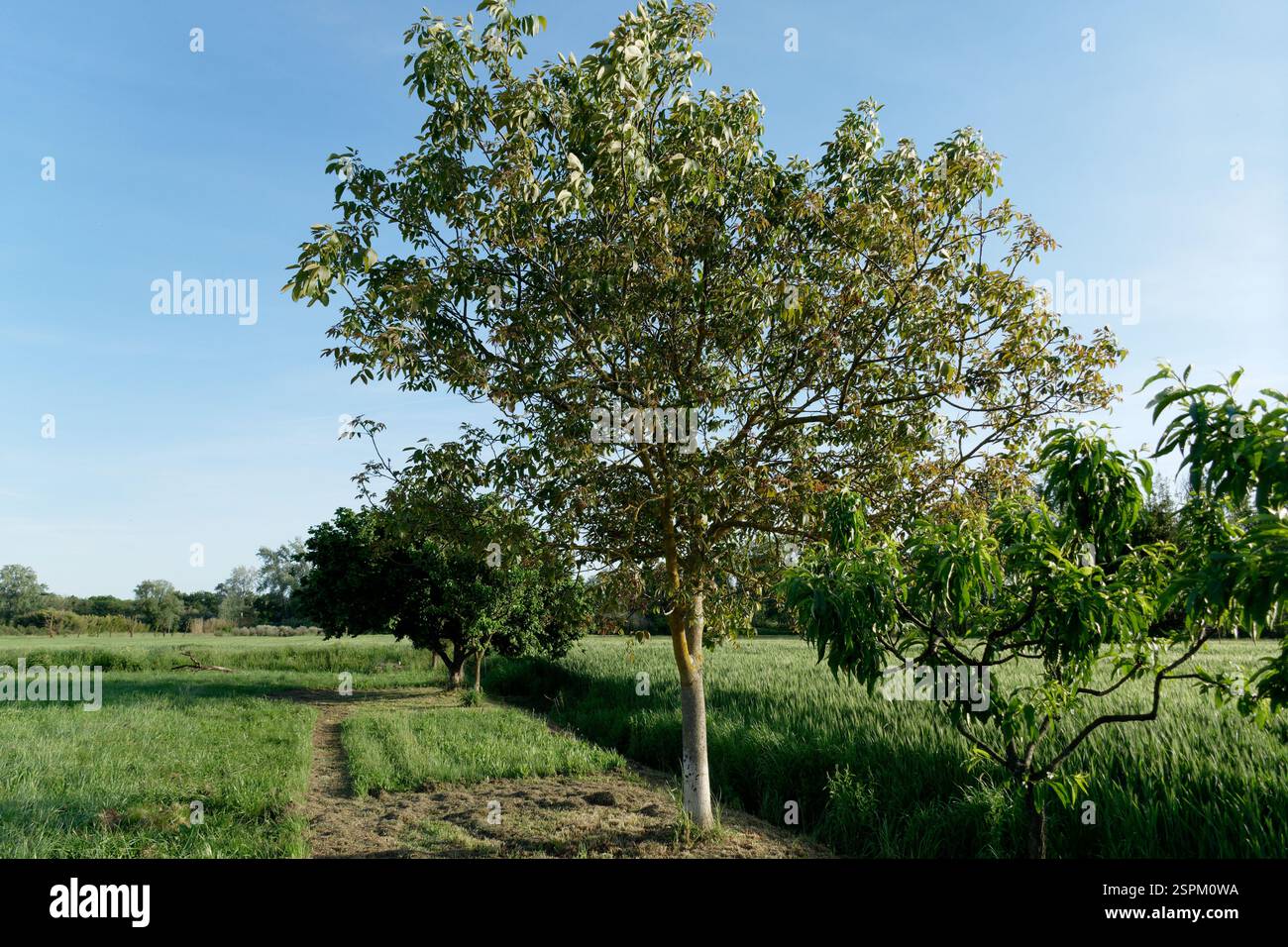 Albero di noce con foglie verdi lungo il campo di grano in estate . Toscana, Italia Foto Stock