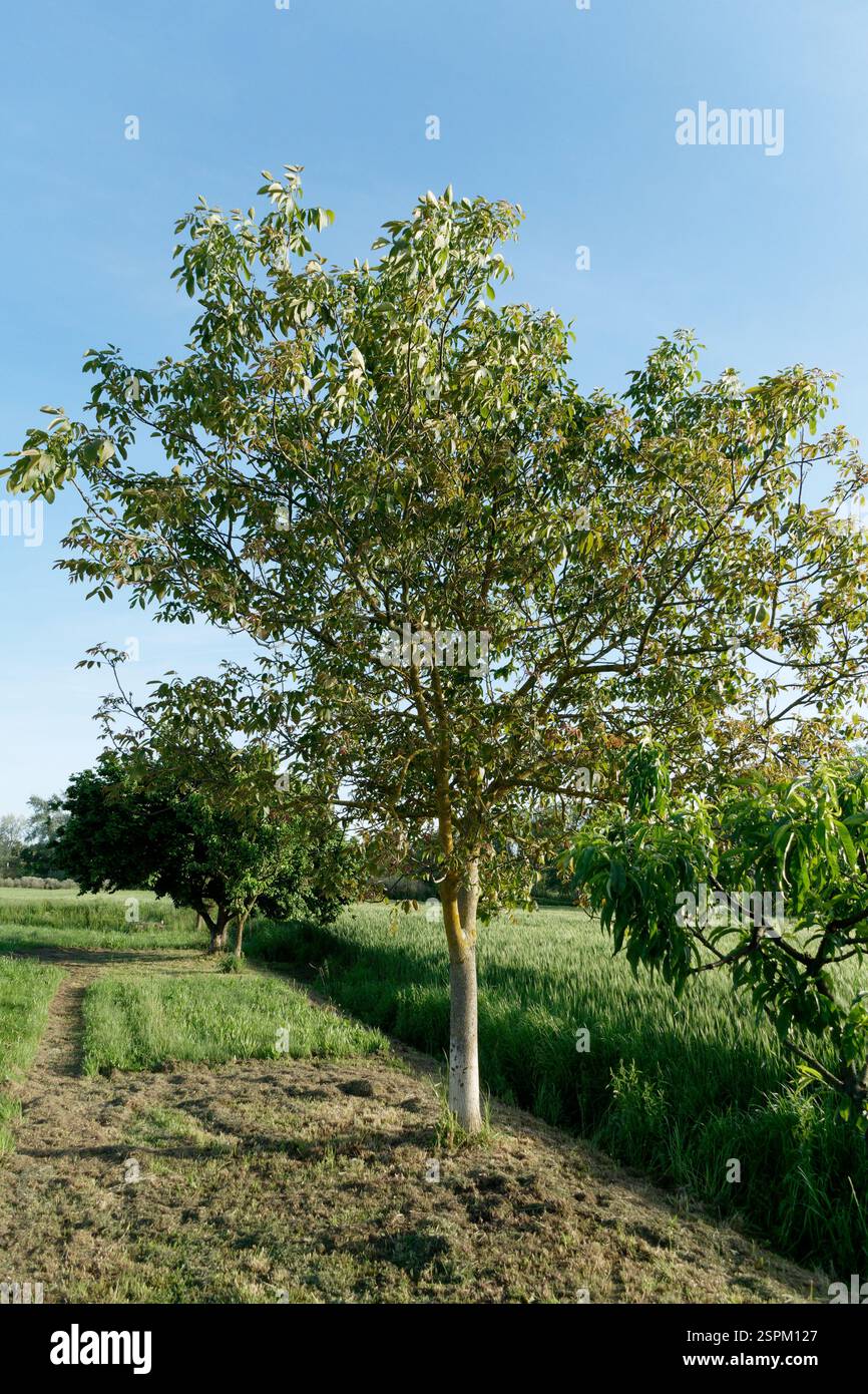 Albero di noce con foglie verdi lungo il campo di grano in estate . Toscana, Italia Foto Stock