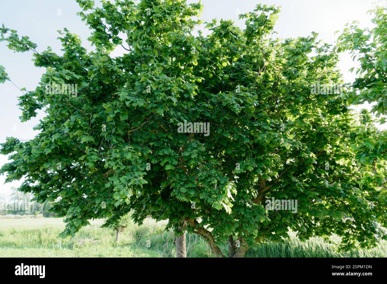 Nocciole con foglie verdi lungo il campo di grano in estate . Toscana, Italia Foto Stock