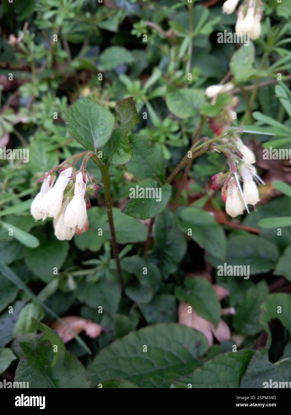 Creeping Comfrey (Symphytum grandiflorum), Plantae, Grindley Brook, Whitchurch SY13 4QH, Regno Unito Foto Stock
