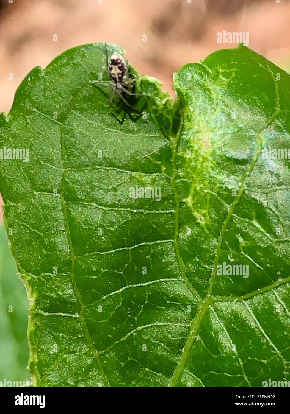 Ragni (Araneae), Arachnida, Emory University, Decatur, GA, NOI Foto Stock