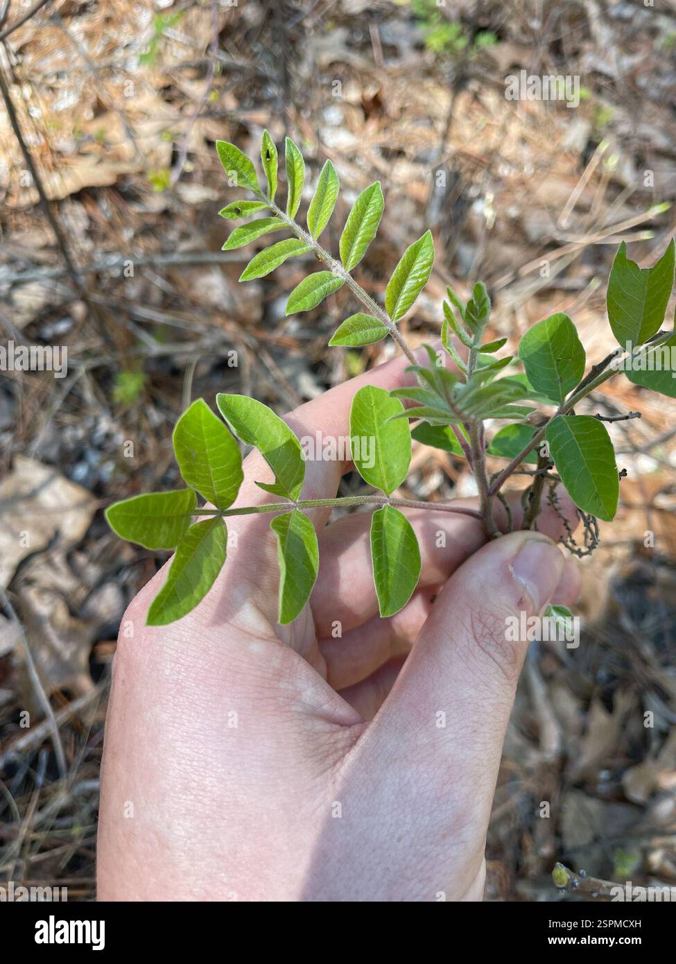 shining sumac (Rhus copallinum), Plantae, Fort Bragg Rd, Southern Pines, NC, US Foto Stock