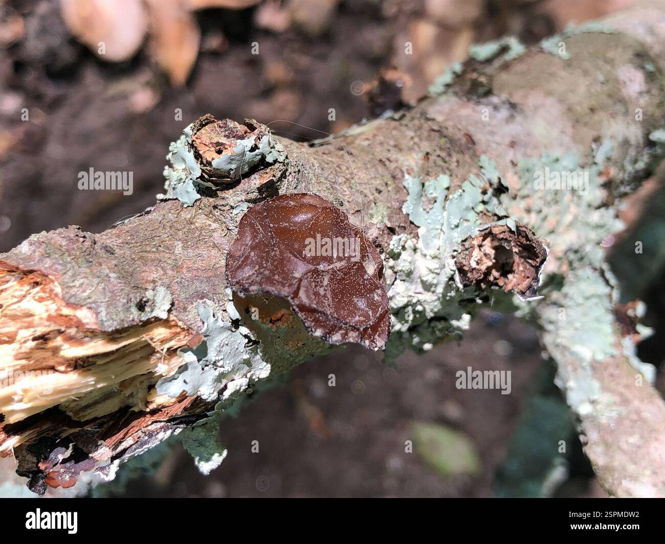 (Exidia recisa), funghi, Emory University, Decatur, GA, NOI Foto Stock