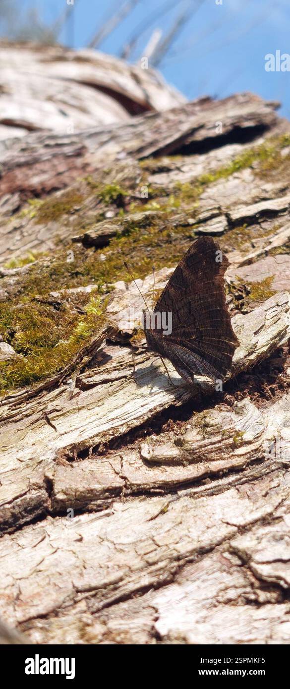 Farfalla peacock europea (Aglais io), Insecta, Teltow-Fläming, DE-BR, DE Foto Stock