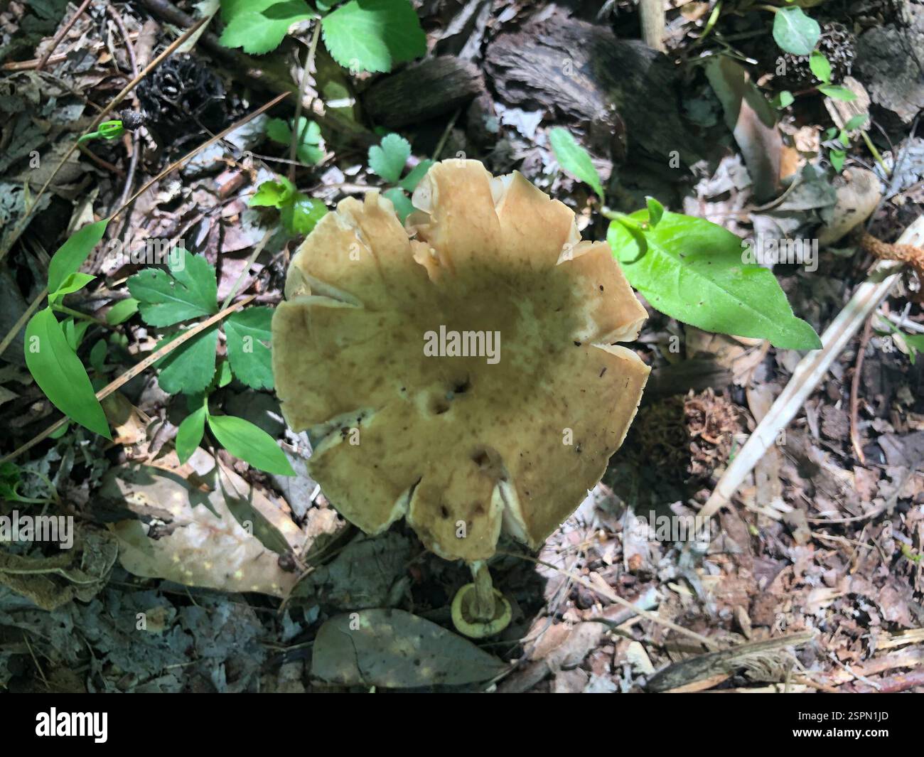 Basidiomycete fungi (Basidiomycota), funghi, Emory University, Decatur, GA, NOI Foto Stock