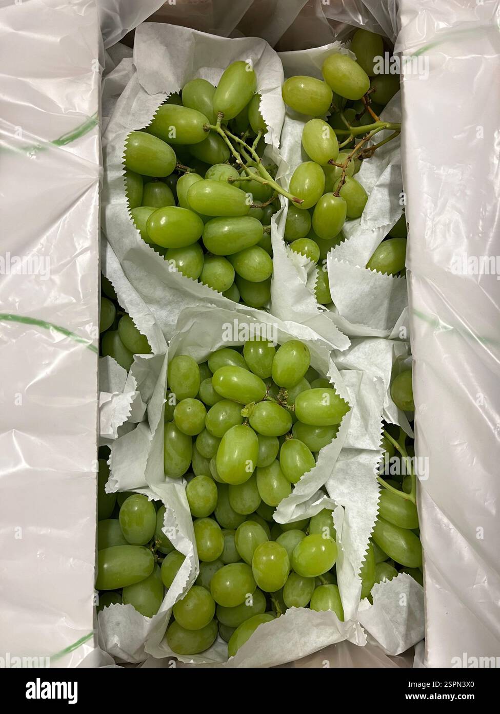 uva bianca senza semi, uva, cassa, imballaggio, frutta, magazzino, stoccaggio, agricoltura, approvvigionamento alimentare, logistica, distribuzione, catena di approvvigionamento - Immagine stock catturata con smartphone