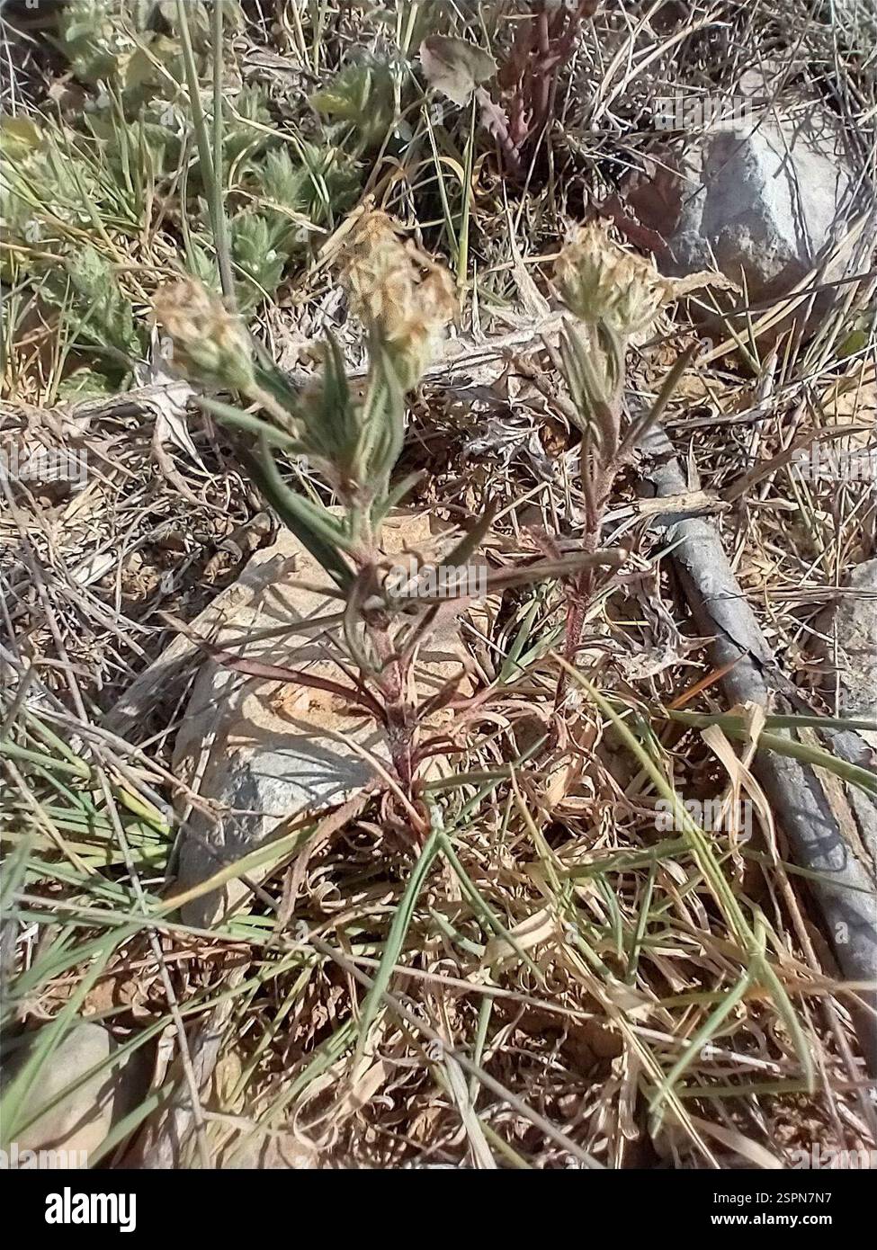 Piano Glandolare (Plantago afra), Plantae, Vaufrèges, Marsiglia, Frankrijk Foto Stock