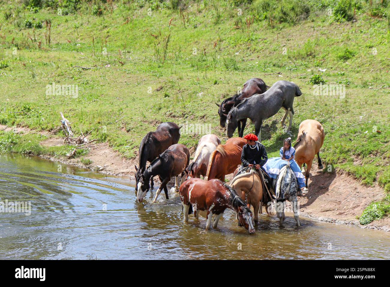 I cavalli argentini Criollo bevono acqua dal fiume a San Antonio de Areco, accompagnati da un gaucho e da una ragazza in abito tradizionale, entrambi sorpresi Foto Stock