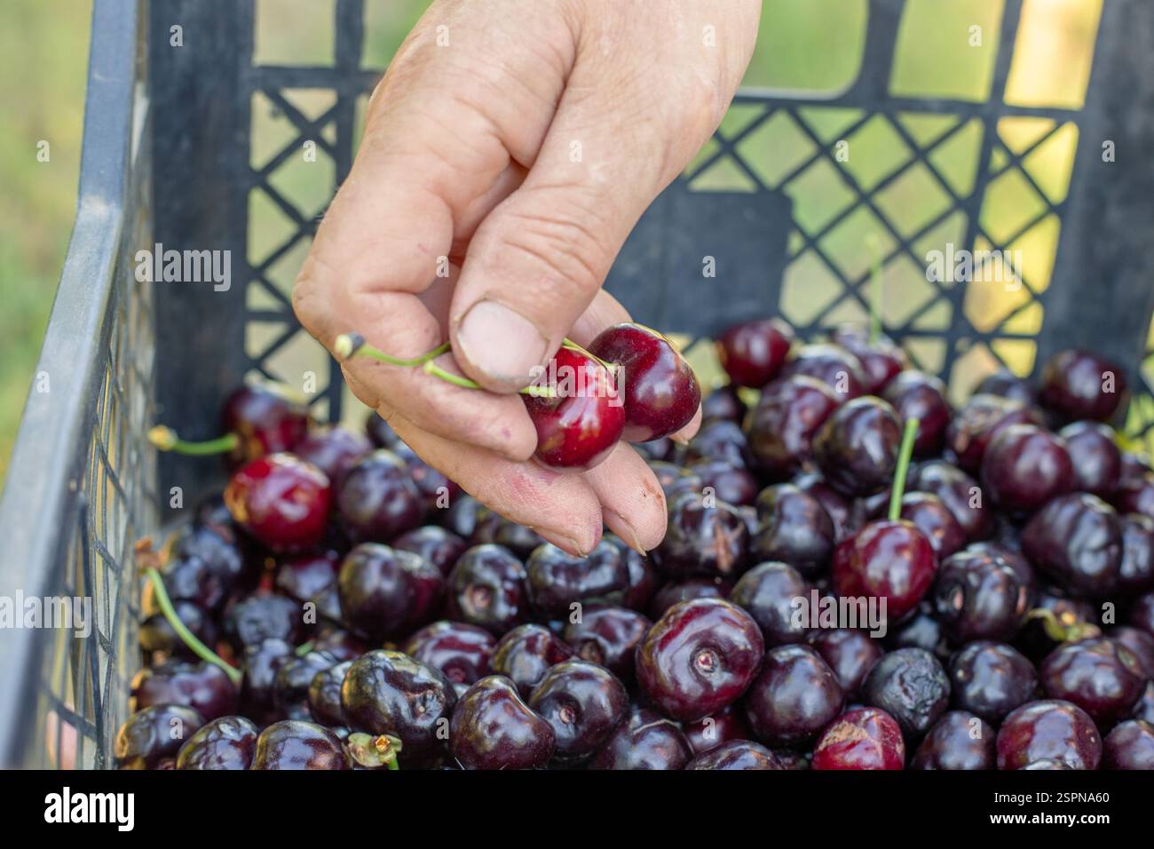 Un contadino colloca in un contenitore le ciliegie dolci mature raccolte dal suo giardino. Raccolta di bacche. Foto Stock
