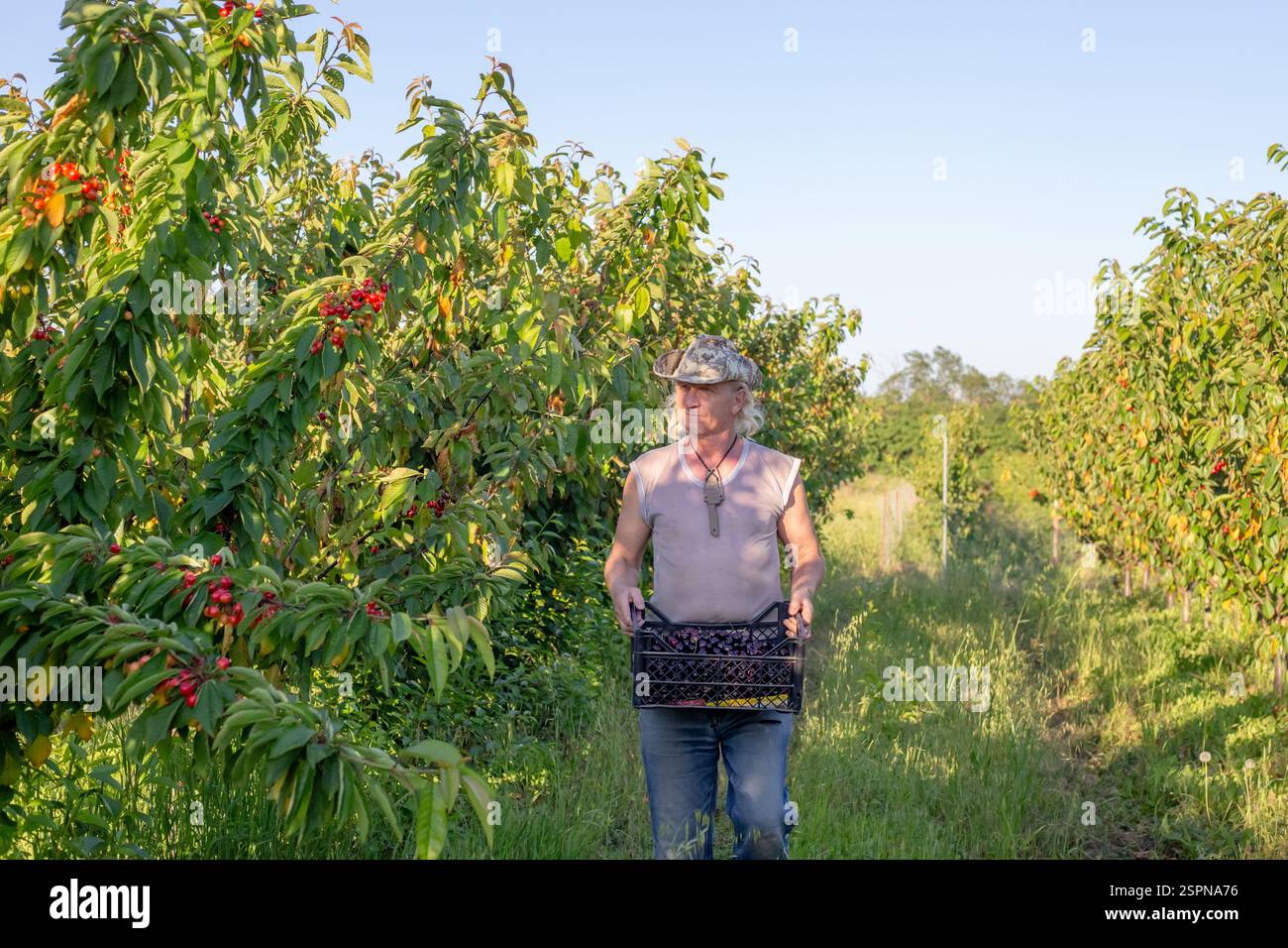 Un contadino porta con sé una scatola di ciliegie dolci mature raccolte in giardino. Raccolta di bacche. Foto Stock