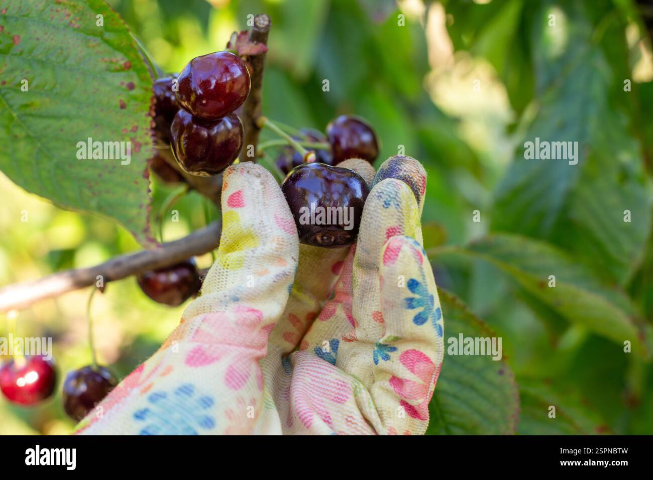 Un contadino raccoglie ciliegie mature dagli alberi nel suo giardino. Raccolta di bacche. Foto Stock