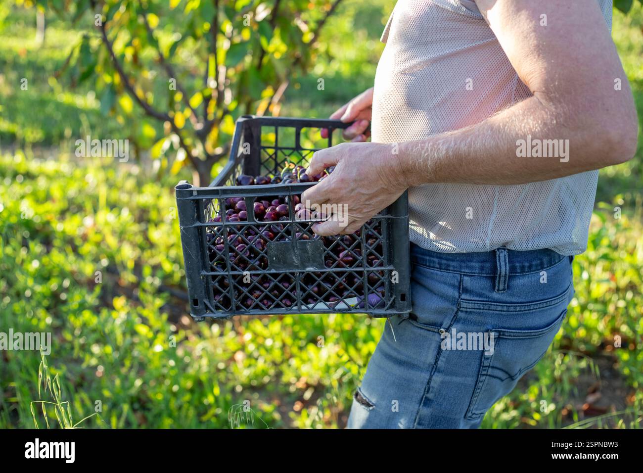 Un contadino porta con sé una scatola di ciliegie dolci mature raccolte in giardino. Raccolta di bacche. Foto Stock