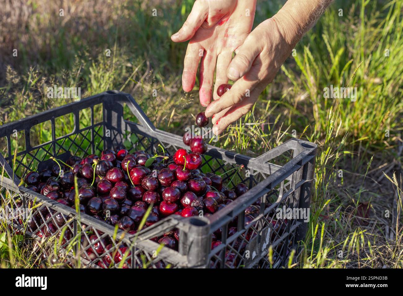 Un contadino colloca in un contenitore le ciliegie dolci mature raccolte dal suo giardino. Raccolta di bacche. Foto Stock