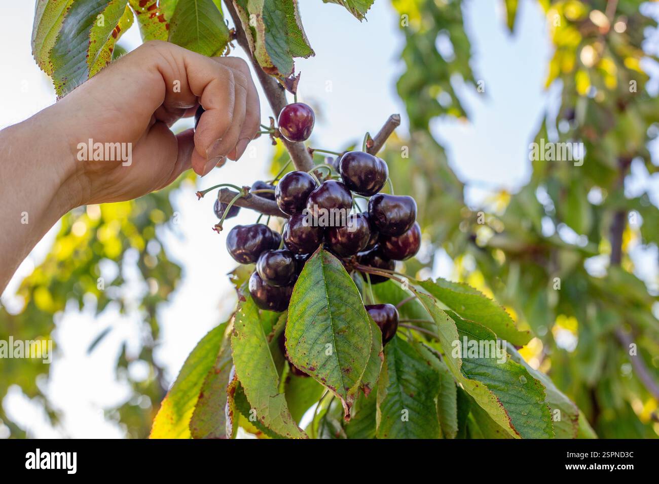 Un contadino raccoglie ciliegie mature dagli alberi nel suo giardino. Raccolta di bacche. Foto Stock