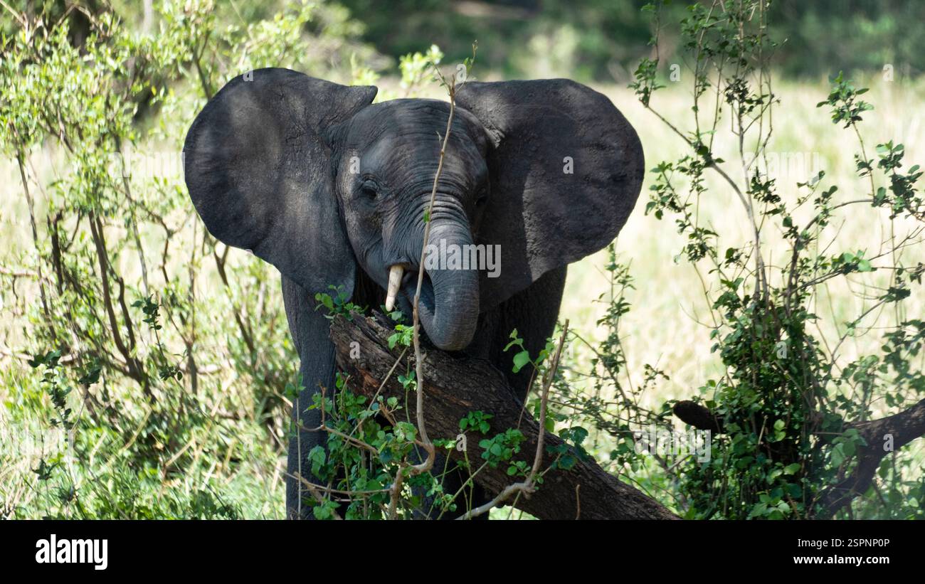 Un elefante maestoso che pascolava pacificamente nella natura selvaggia, circondato dal Parco Nazionale del Tarangire della Natures Beauty Tanzania Africa Foto Stock