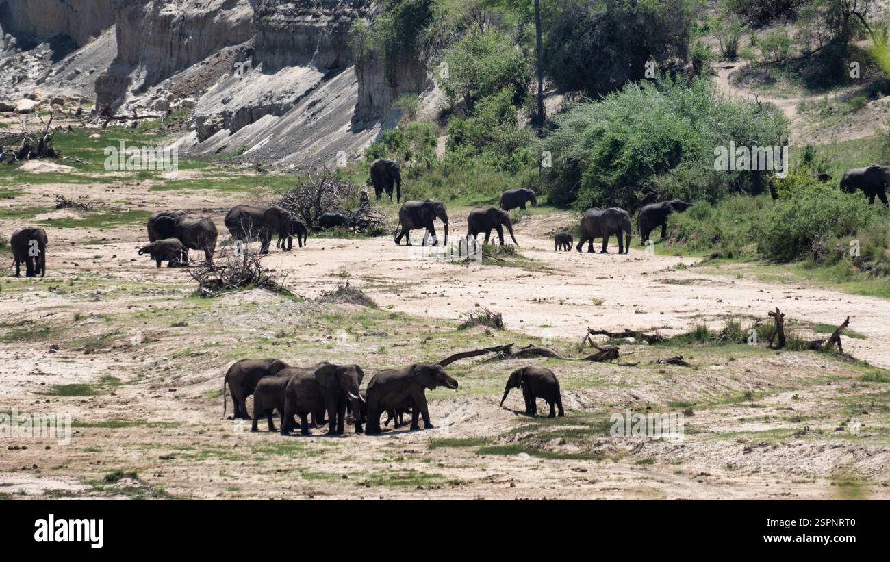 Scopri la maestosa bellezza degli elefanti nel loro habitat naturale, una vista davvero suggestiva Parco Nazionale del Tarangire Tanzania Africa Foto Stock