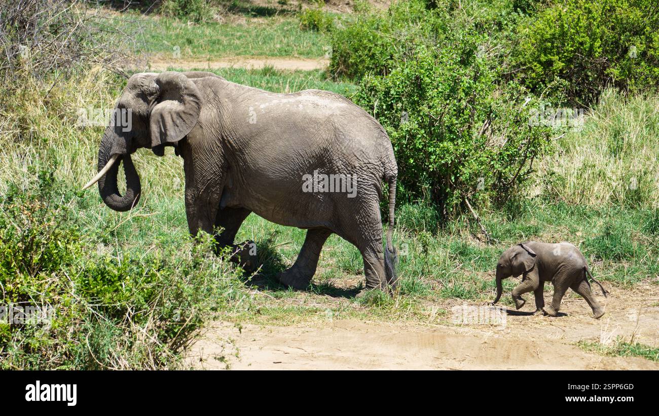 Scopri i maestosi elefanti nel loro bellissimo e naturale habitat circondato dal Parco Nazionale Tarangire Tanzania Africa Foto Stock