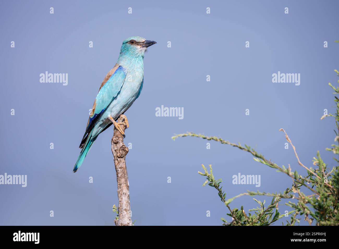 European Roller in piedi su una diramazione isolata nel cielo azzurro del parco nazionale Greater Kruger, Sudafrica; Specie Coracias garrulus famiglia di Coraciid Foto Stock