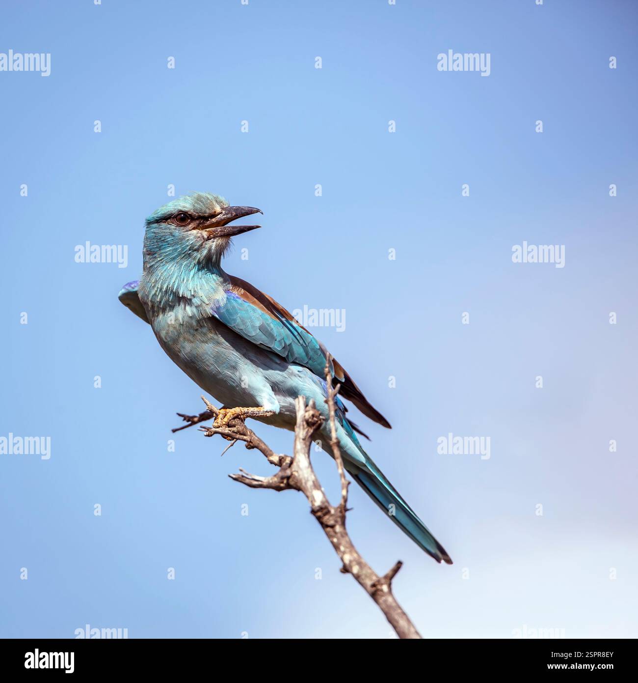 European Roller in piedi su una diramazione isolata nel cielo azzurro del parco nazionale Greater Kruger, Sudafrica; Specie Coracias garrulus famiglia di Coraciida Foto Stock