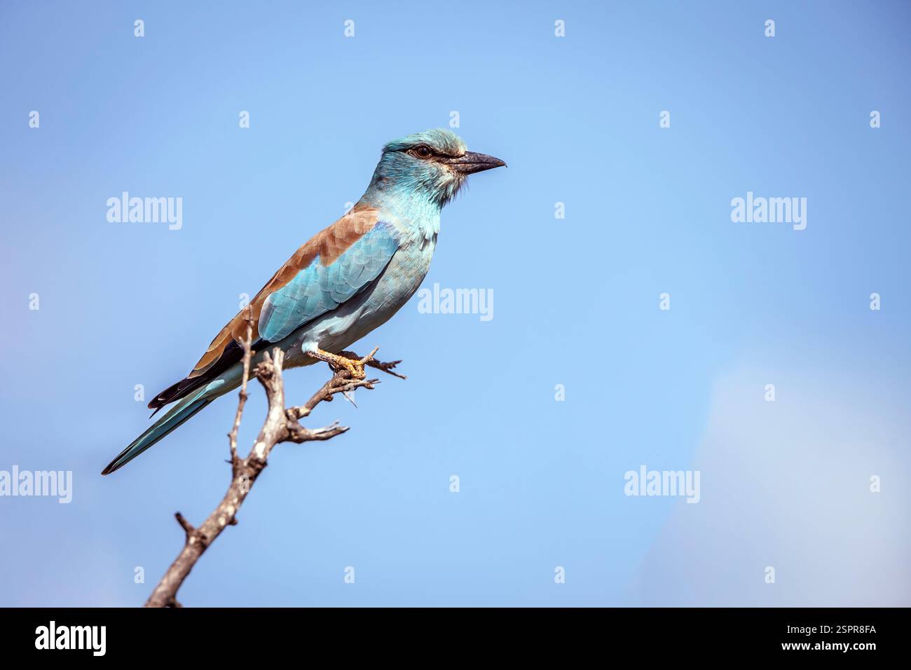 European Roller in piedi su una diramazione isolata nel cielo azzurro del parco nazionale Greater Kruger, Sudafrica; Specie Coracias garrulus famiglia di Coraciida Foto Stock