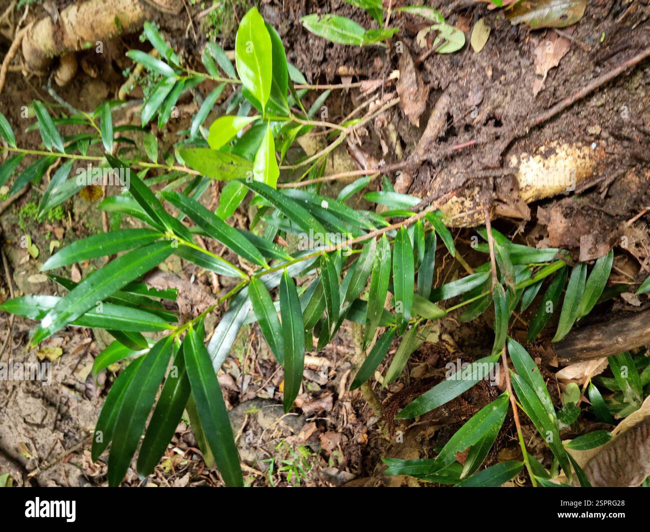 Plum Pine (Podocarpus elatus), Plantae, nuovo Galles del Sud, AU, si trova localmente nelle insenature vicine nella sclerofilla e nella foresta di pini Hoop. Foto Stock