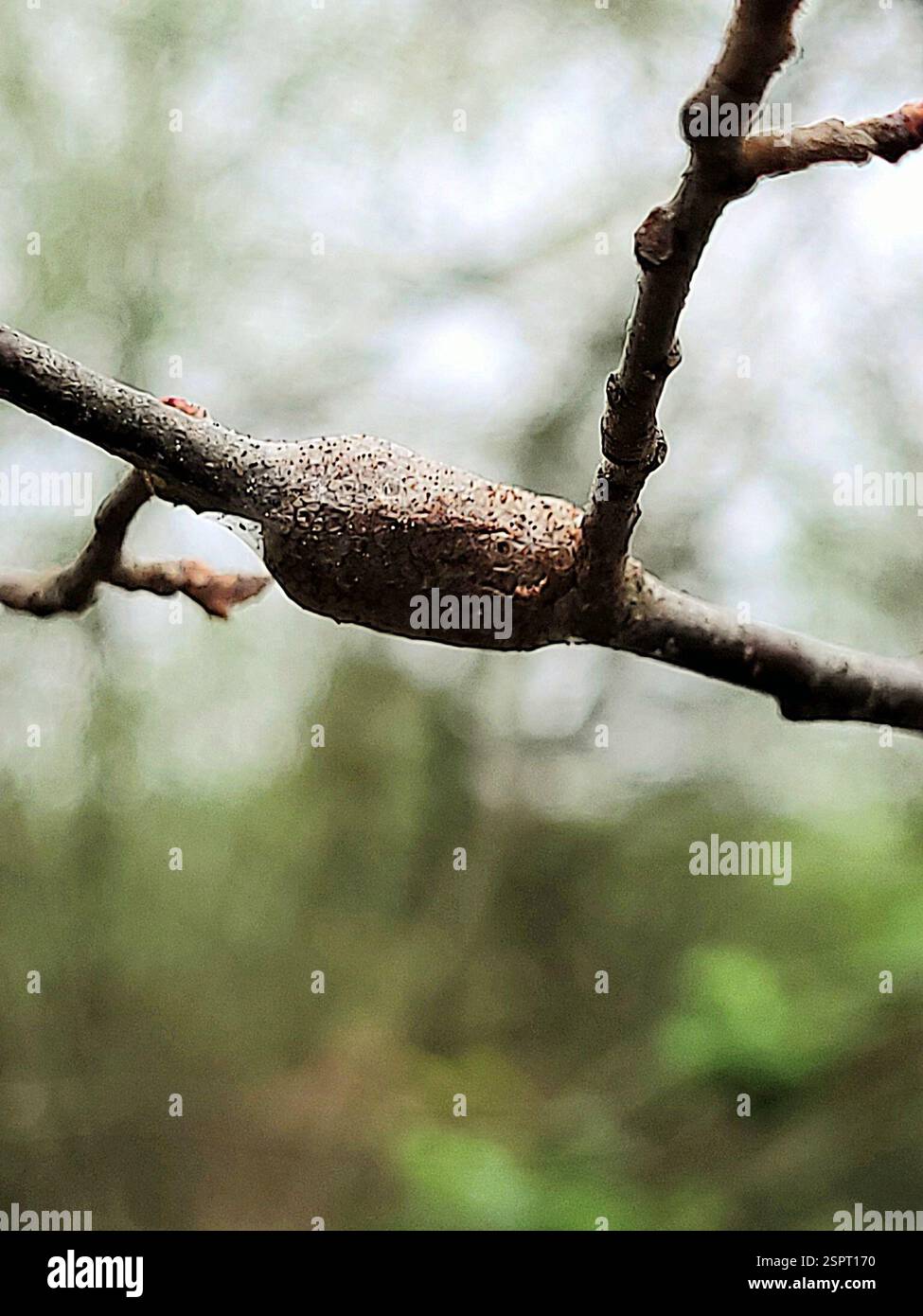 Eastern Tent Caterpillar Moth (Malacosoma americana), Insecta, Richland Township, Pennsylvania, USA Foto Stock