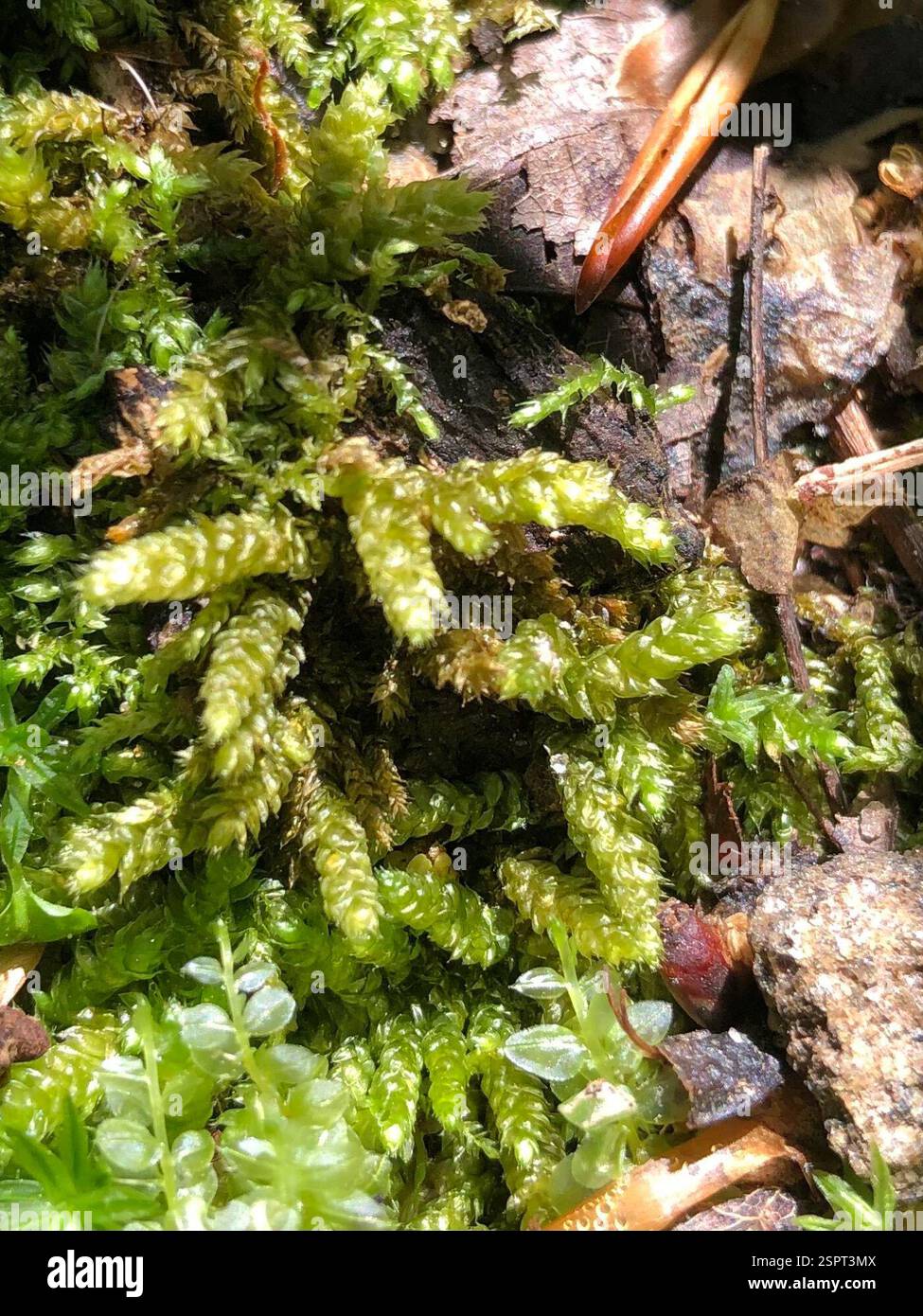 Mosses (Bryophyta), Plantae, Emory University, Decatur, GA, NOI Foto Stock