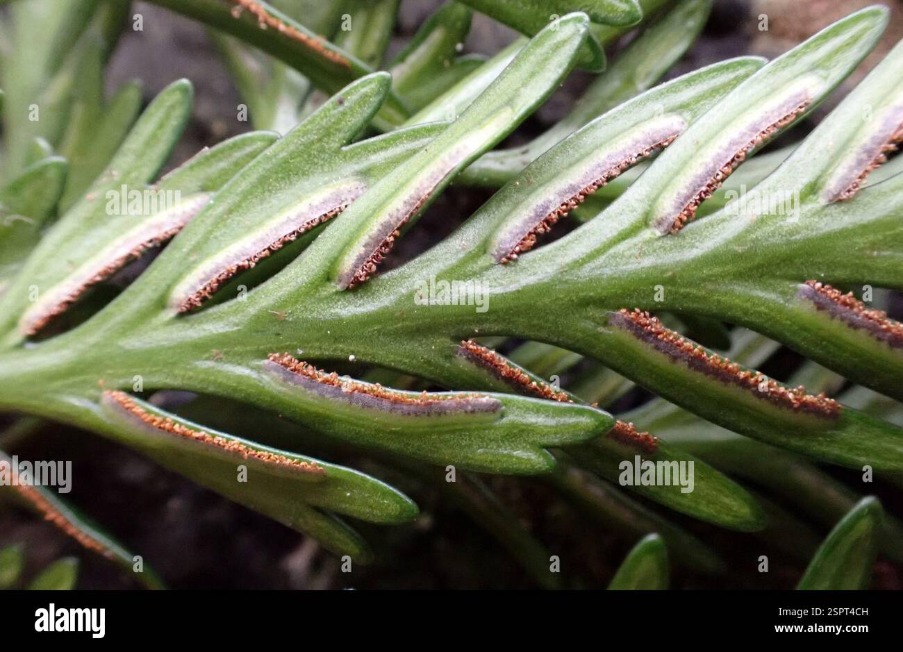 (Asplenium chathamense x lyallii), Plantae, Isole Chatham, Rekohu (isola Chatham), te Whanga, Motuhinahina, localmente comune su affioramenti calcarei - di solito con Asplenium lyallii (esempi dei quali possono essere visti a destra di questo presunto ibrido, ma vedere anche https://inaturalist.nz/observations/148885126 per puro A. lyallii di quest'isola). Si presume che sia questo ibrido sulla base della morfologia delle fronde intermedie tra i presunti genitori A. chathamense (comune sull'isola) e A. lyallii (abbondante sull'isola). Un'altra possibilità è che questo sia un ibrido che coinvolge A. oblongifolium (uno Foto Stock