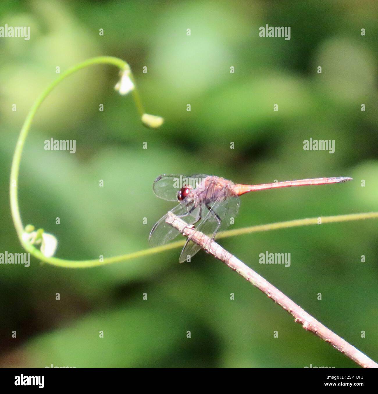 Skimmer snello (Orthemis levis), Insecta, Parco Nazionale di Soberanía, Colon, Pennsylvania, Dragonfly che poggia su una pianta sopra uno stagno nella foresta pluviale. Slider Skimmer (Orthemis levis) Worldwide Dragonfly Association articolo: https://worlddragonfly.org/article/13887890-2012-688186/ Orthemis è un genere di grandi libellule neotropiche, comunemente chiamate Tropical King Skimmers. I maschi sono generalmente rossi e le femmine marroni. Questo appare marrone, CE ne sono anche di rosso brillante nelle vicinanze, 3-4 pollici di lunghezza. Xxxxxxxxxxxxxxxxxxxxxxxxxxxxxxxxxxxxxxxxxxxxxxxxxxxxxxxxxxxxxxxxxxxxxxxxxxxxxxxxxxxxxxxxxxxxx Odonata (n. Foto Stock