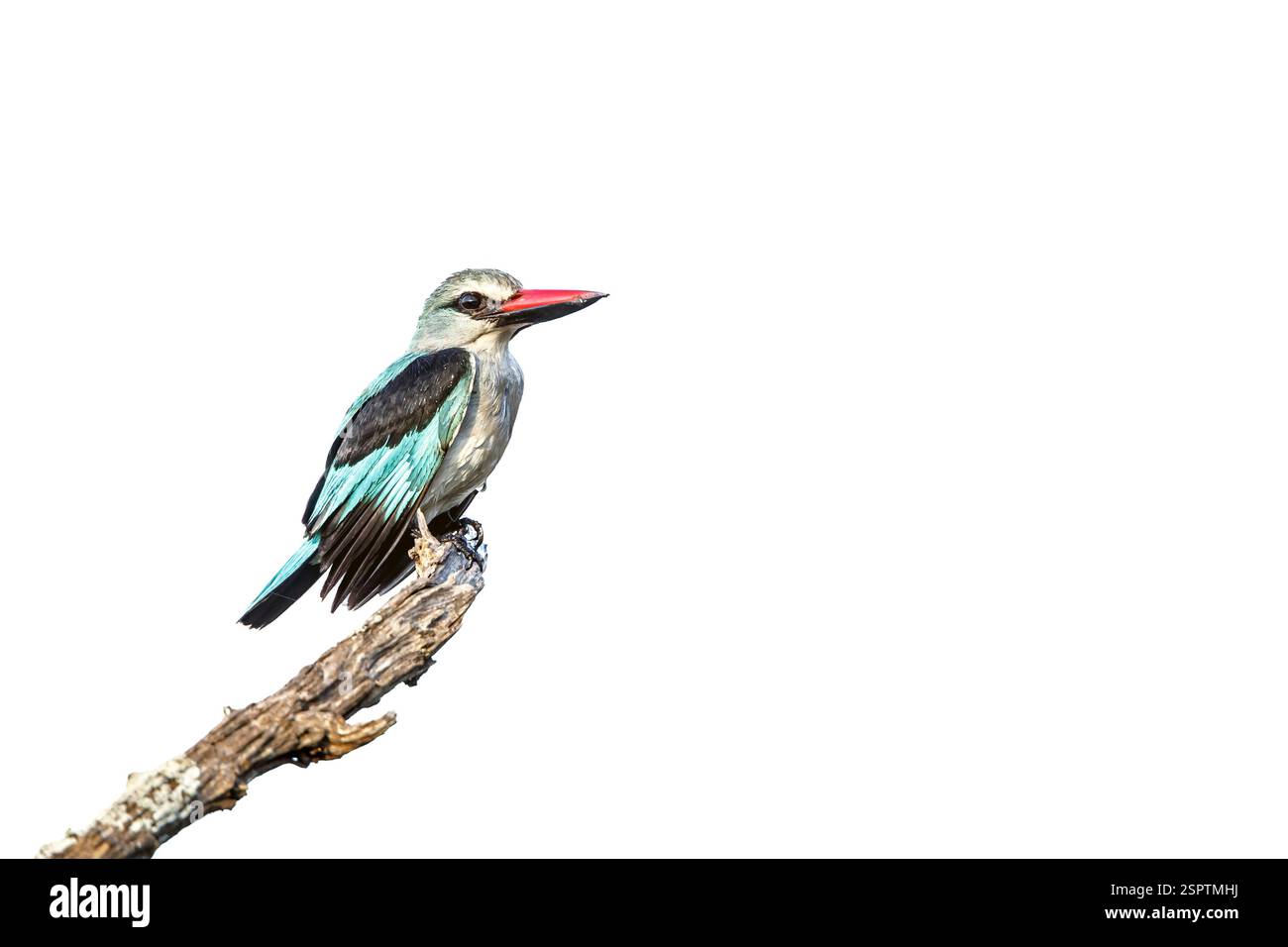 Woodland kingfisher in piedi su un ramo isolato in sfondo bianco nel Greater Kruger National Park, Sudafrica; specie Halcyon senegalensis fami Foto Stock