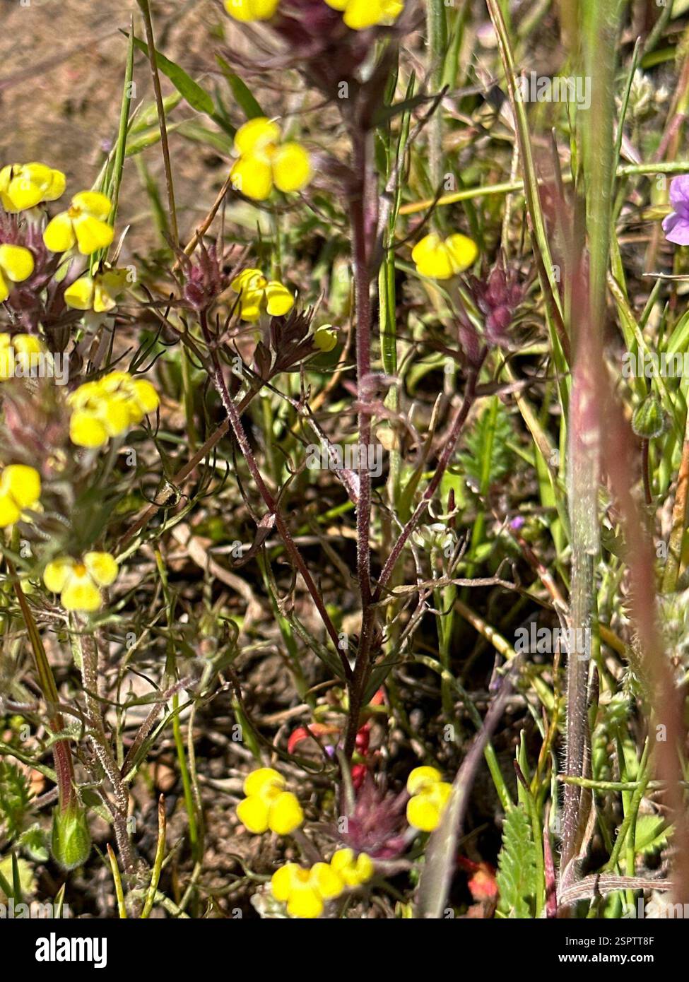 Johnnytuck (Triphysicaria eriantha), Plantae, Glen Ellen, CALIFORNIA, USA Foto Stock