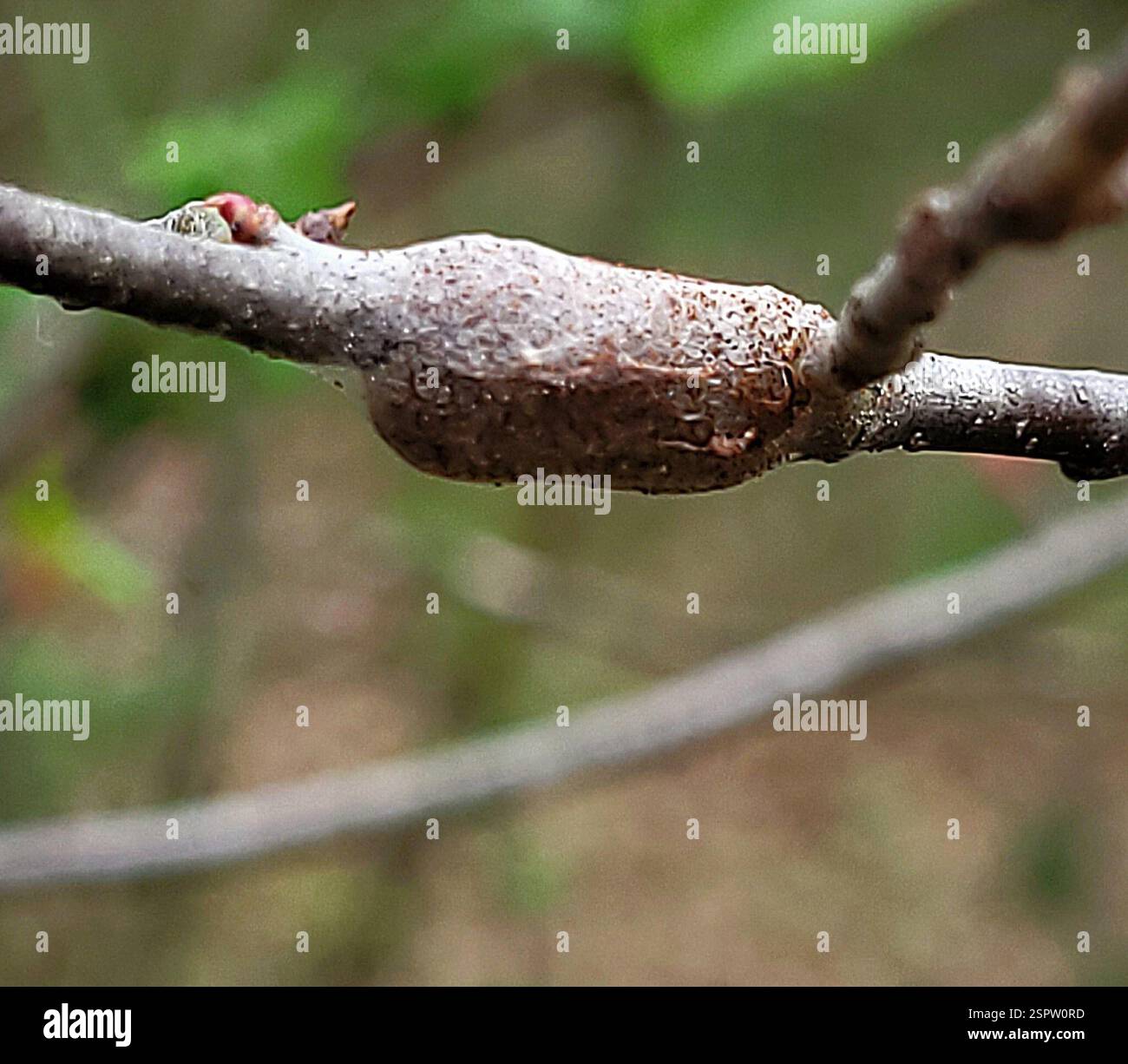 Eastern Tent Caterpillar Moth (Malacosoma americana), Insecta, Richland Township, Pennsylvania, USA Foto Stock