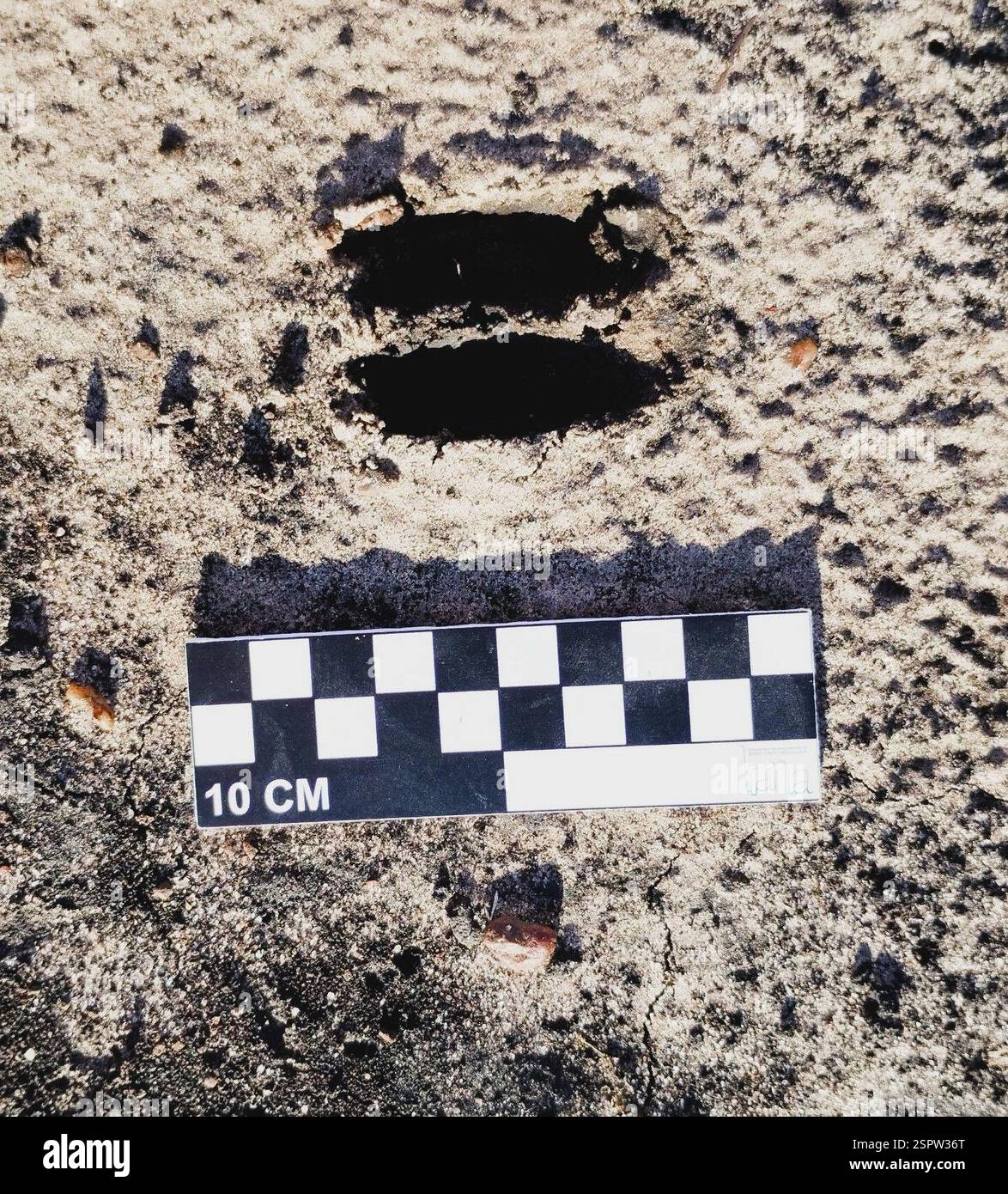 Gray Brocket (Subulo gouazoubira), Mammalia, Federación, Entre Ríos, Argentina, Estimo que es esta especie Foto Stock