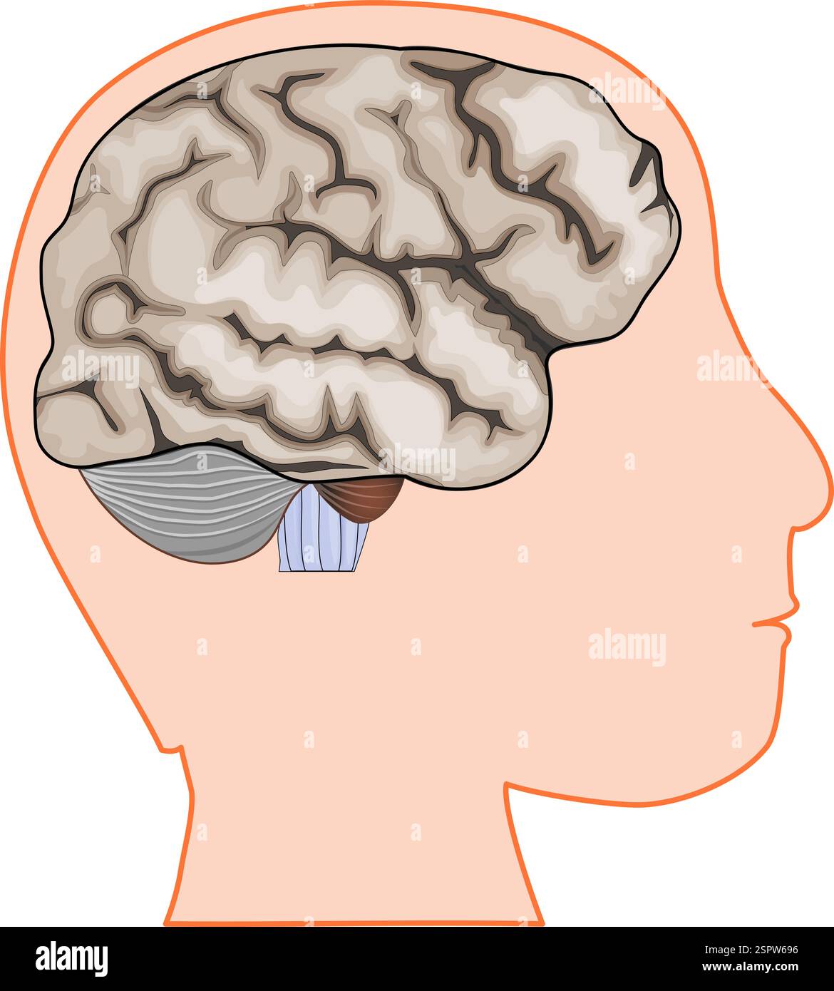 Testa umana con cervello. Anatomia cerebrale. Illustrazione vettoriale Illustrazione Vettoriale